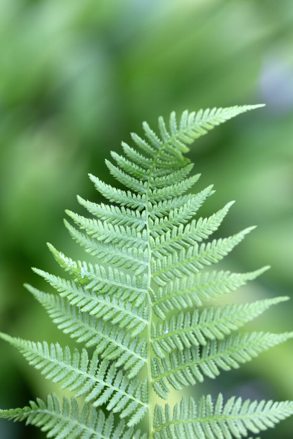 Fern